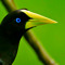 Uchi Bird