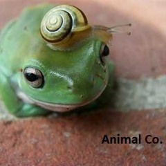 Animal Co.