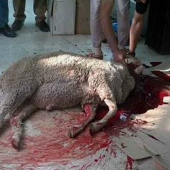 le saigneur des agneaux