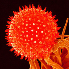 microƧƤore (sp555 only)