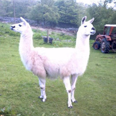 Dialup Llama