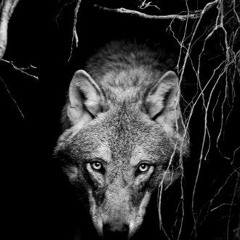_The_Wolf