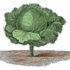 thecabbage