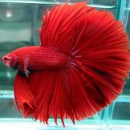 Ikan Tarung S Stream