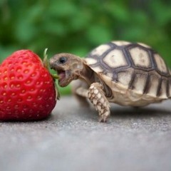 manuel.hernandez.songs