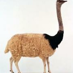 Marcouech