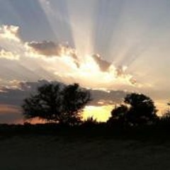 Caron Holland Palmer