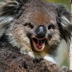 Bad Koala