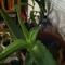 aloeflower