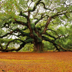 |Treehugger|