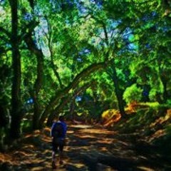 Leonardo Navarro Garcia