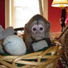 Ignacio Andres Agurto