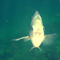 Yiorgos Bik