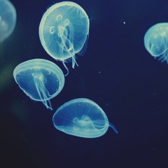 undef_2