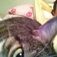 Hey