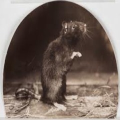 Rattus rattus