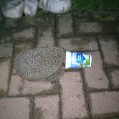 a whipped cream hedgehog