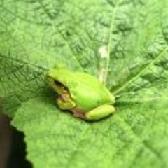 froggy