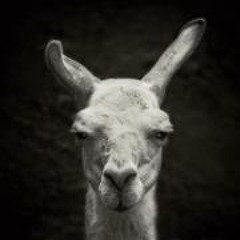 Laura Siccardi J Murali