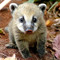 .coati.