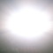 Alamo Sun