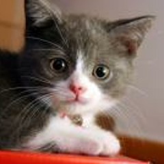 Suparman Scooter Mania