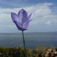 Dhammadinna