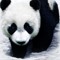 WU-PANDA