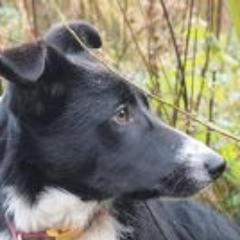 Connor Greyhoundlover