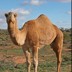 camel