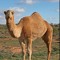camel