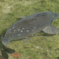 Drill the Carp friendly (Naturaufnahmen Karpfendrill mit Power) -United Sounds of Fishing-