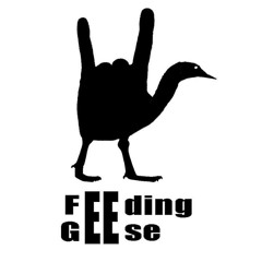 Feeding Geese