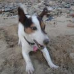 Wangbar Tidy Touchglove