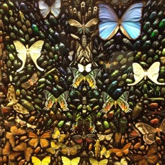 Lucas Miller zoology