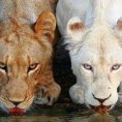 Katina Lewis-Robinson