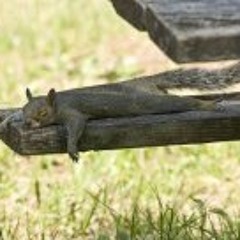 Primitívny Intelektuál