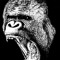 RawNoiseApes