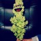 Weed heures