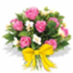 အေကာ္ဒီယံအုန္းေက်ာ္(ေသွ်ာင္ေပစူး)