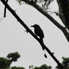 ElSalvadorSilvestre