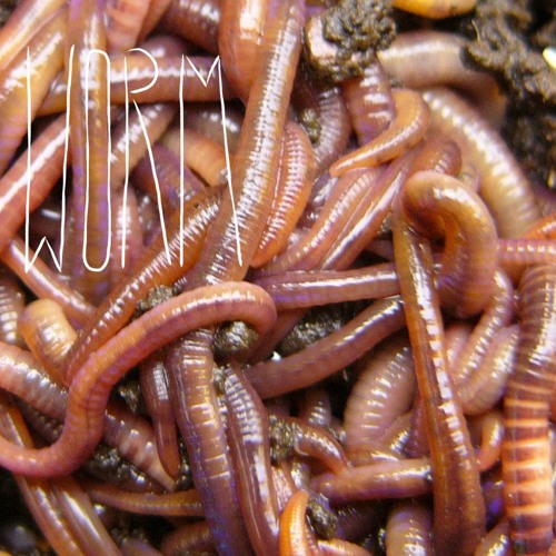 flat worms band