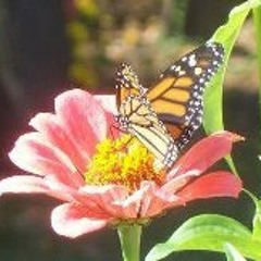 Jacqui Montague-Jules