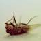 Madfly