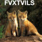 FVXTVILS