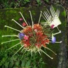 Aalderon Shazam Vancouver