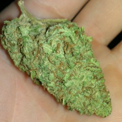 HITSfromTHEbongs