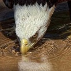 Lynyrd Skynyrd as Melhores