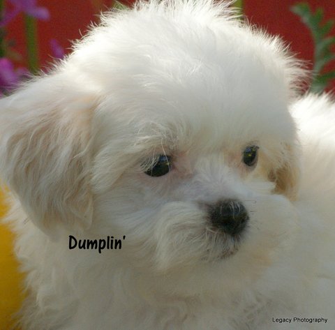 Richard Dumpling