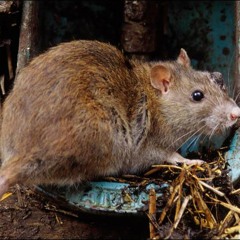 Emily Lilith Amzalak